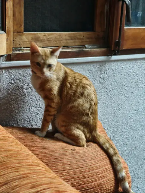 Gatos rubios photo 2