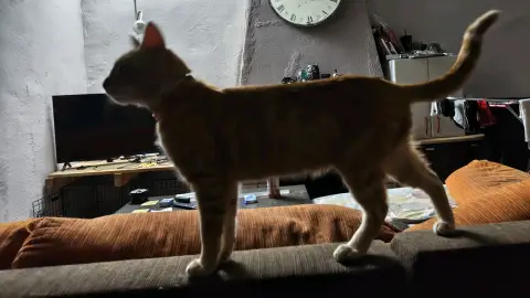 Gatos rubios