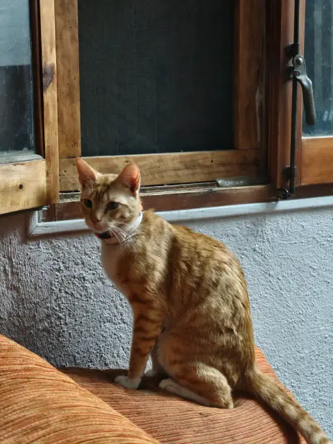 Gatos rubios photo 3