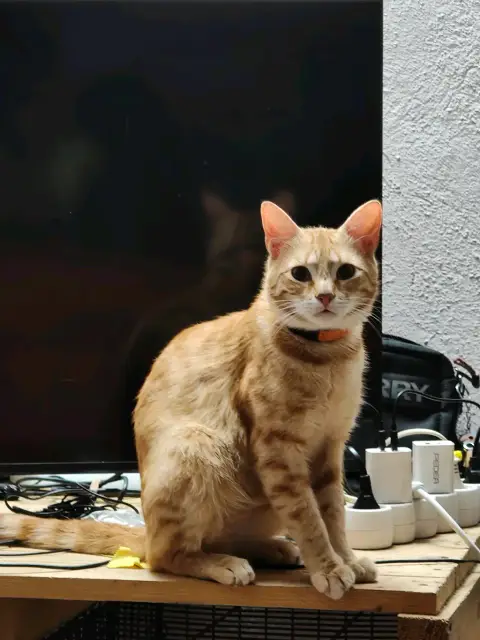 Gatos rubios photo 4