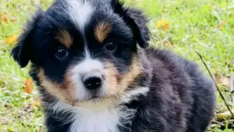 Chiot berger Australien a donner