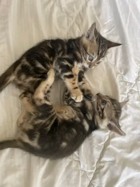 Don chaton Bengal avec frais d'adoption photo 2