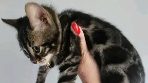Don chaton Bengal avec frais d'adoption