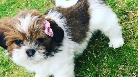 Chiot Lhassa apso a donner