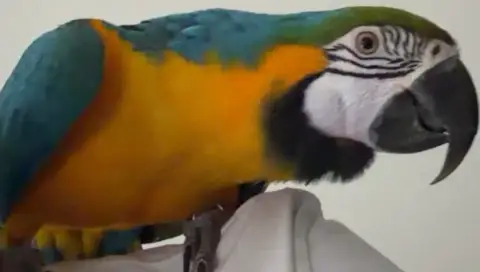 Ara bleu et jaune femelle adorable