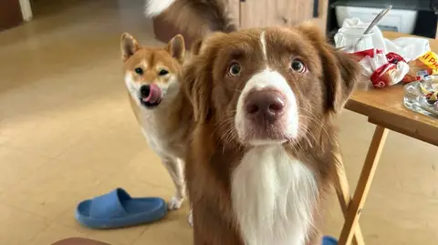 Chien Berger Australien