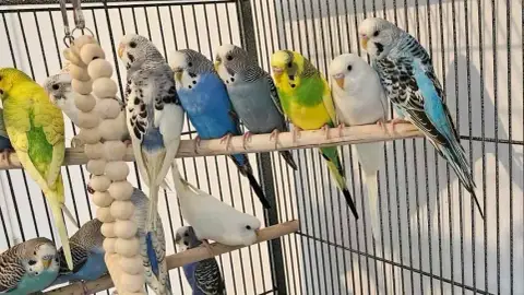 Des perruches ondulées