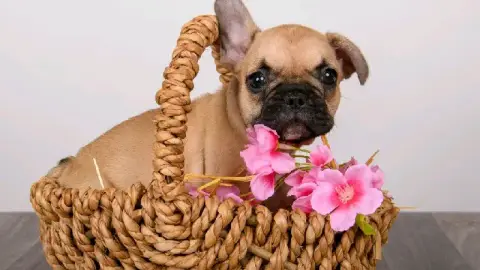 Bouledogue français cherche une famille aimante