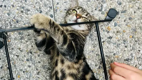 Chat Je Le Donne Gratuit