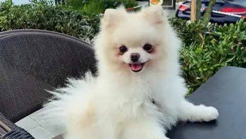 Spitz nain Pomeranian (Vicky)