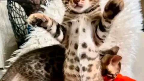 Chatons bengal à donner contre bon soins
