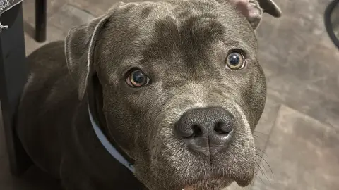 Adopter Chien a adopter