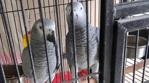 Cage complete