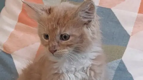 A donner chaton maine coon