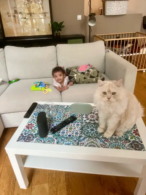 Urgent: Chat actif et joyeux cherche une nouvelle famille photo 6