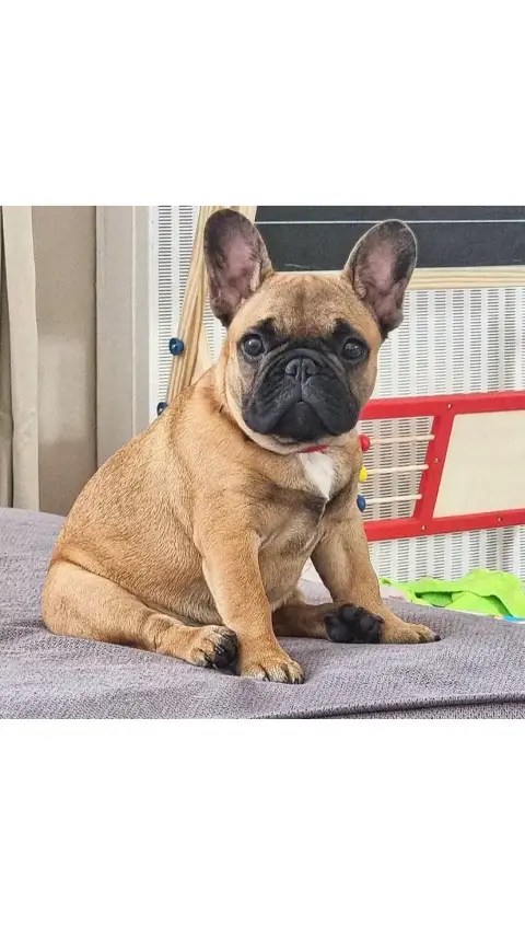 Don Don  chiot bouledogue français photo 3
