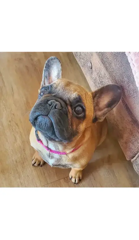 Don Don  chiot bouledogue français