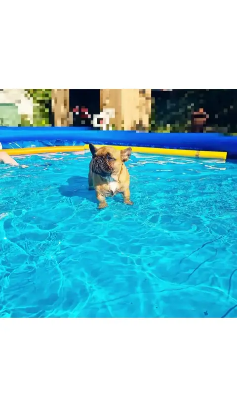 Don Don  chiot bouledogue français photo 2