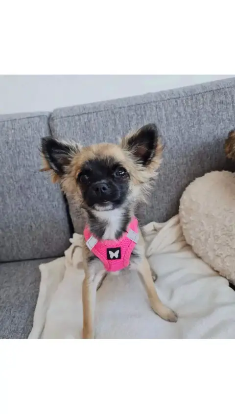Don chihuahua