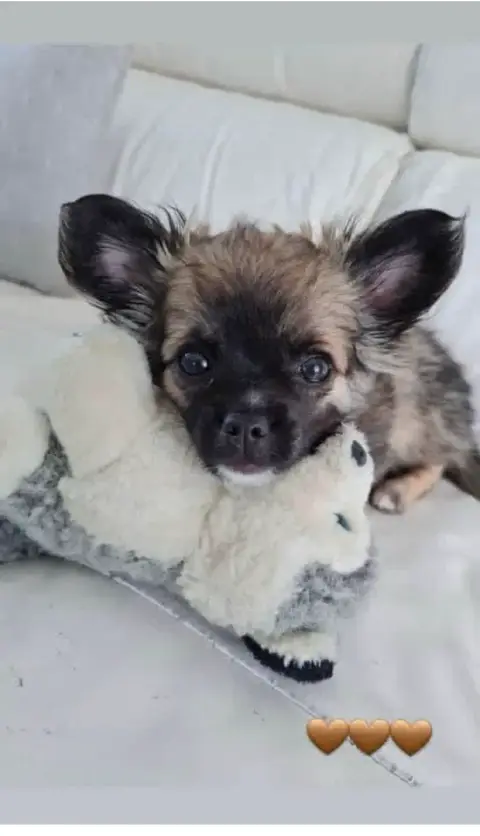 Don chihuahua photo 3