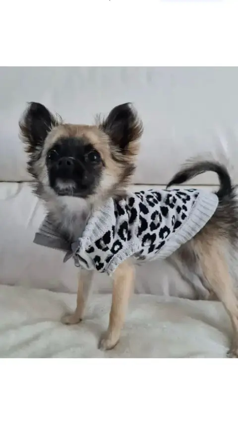 Don chihuahua photo 2