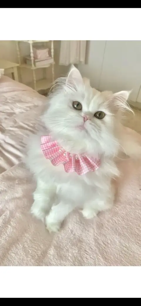 Don Magnifique chat Persan