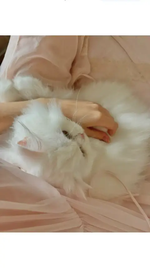 Don Magnifique chat Persan photo 3