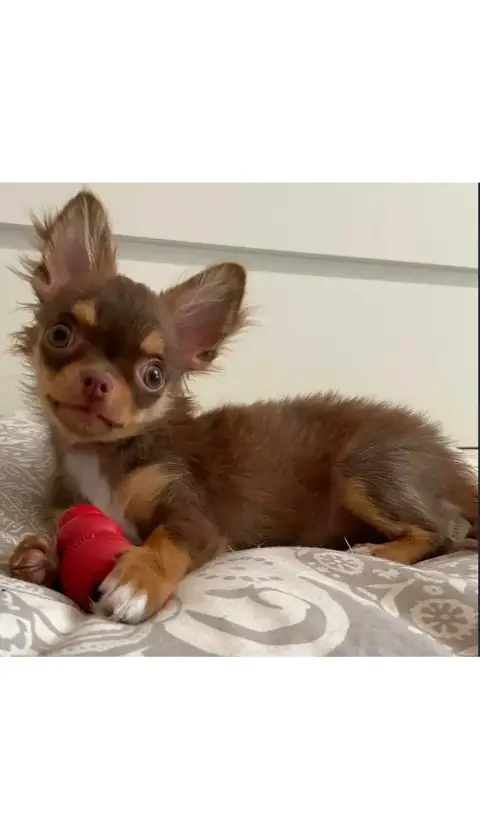 Don chihuahua photo 3