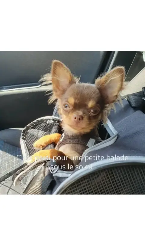 Don chihuahua