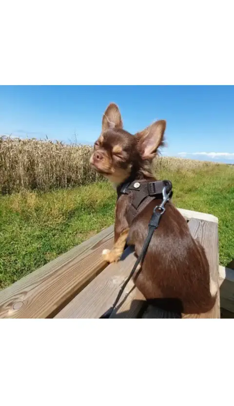 Don chihuahua photo 2