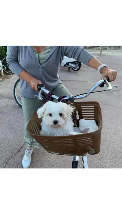 Don chiot Bichon maltais
