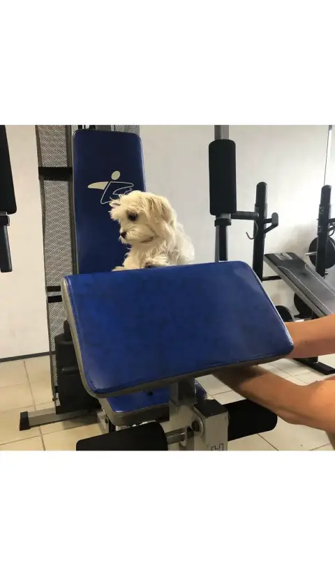 Don chiot Bichon maltais photo 2