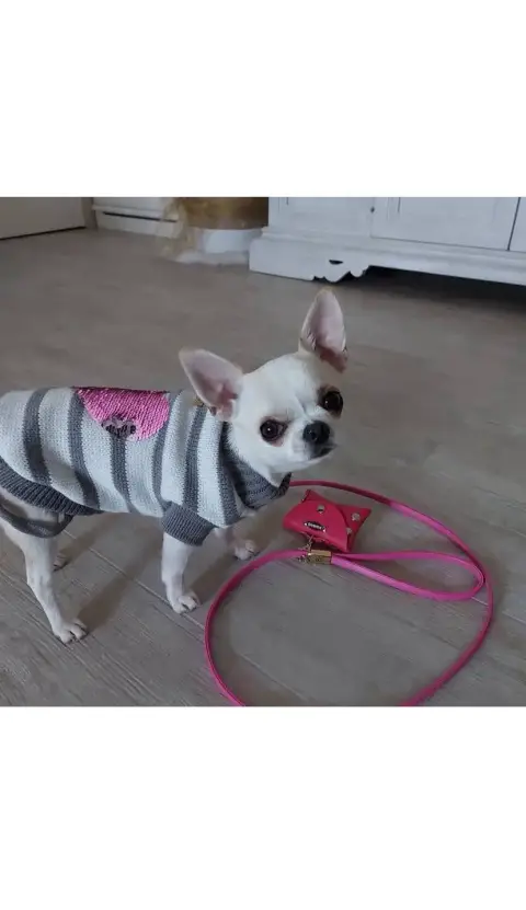 Don Chihuahua photo 2
