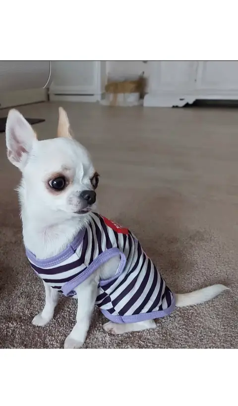 Don Chihuahua photo 3