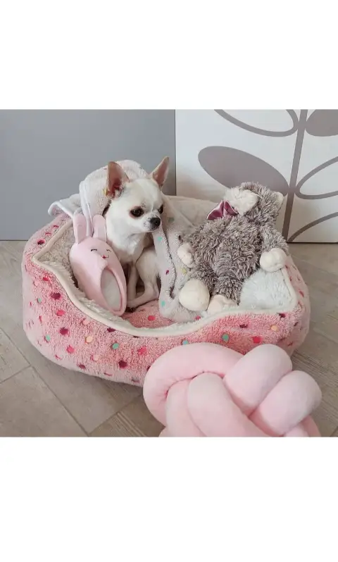 Don Chihuahua