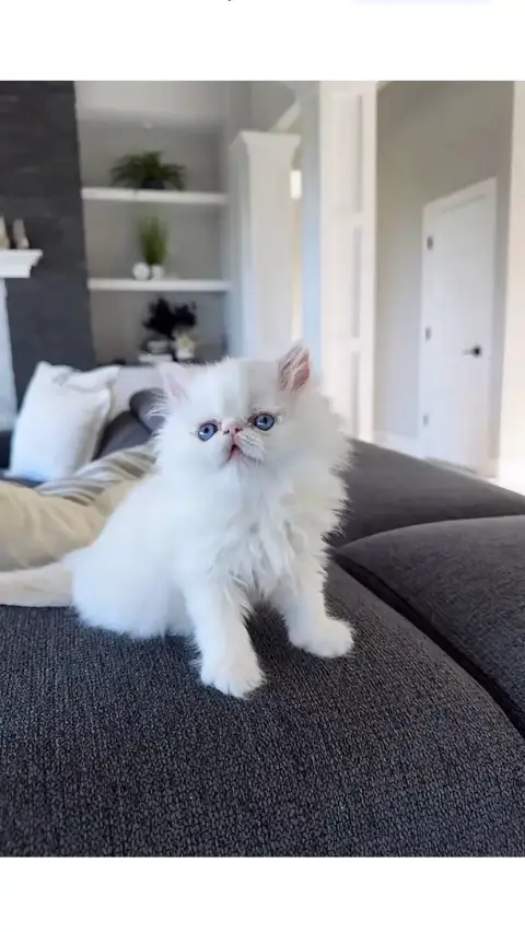 Don magnifique chat Persan