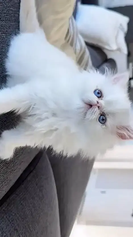 Don magnifique chat Persan