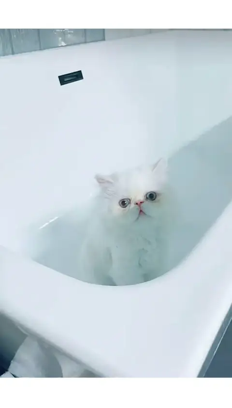 Don magnifique chat Persan photo 2