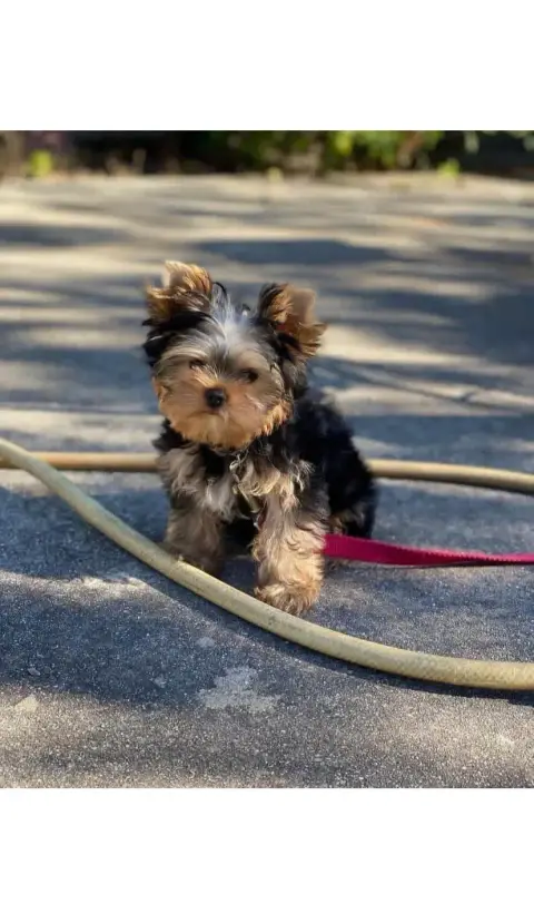 Don magnifique Yorkshire terrier photo 2