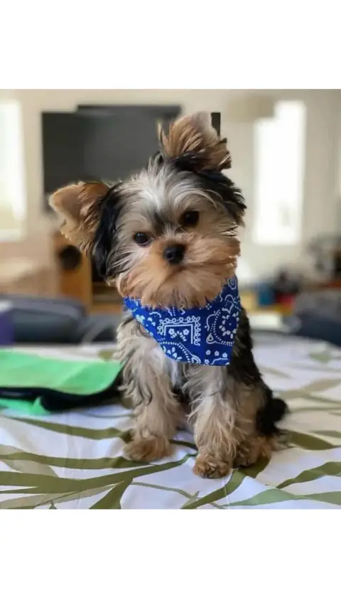 Don magnifique Yorkshire terrier