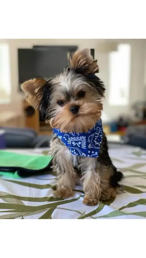 Don magnifique Yorkshire terrier photo 2