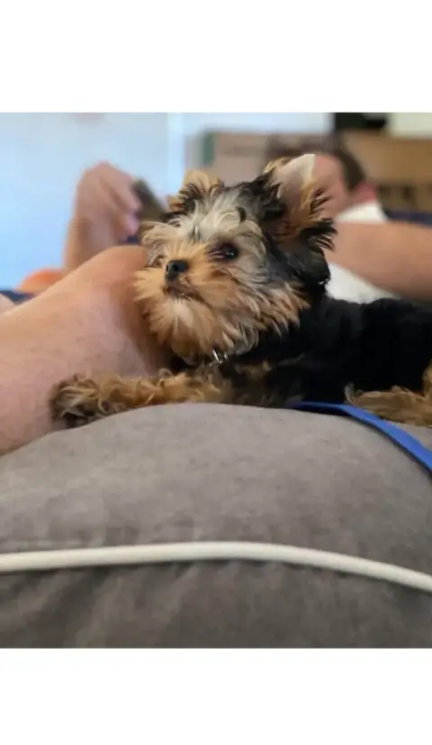 Don magnifique Yorkshire terrier photo 3