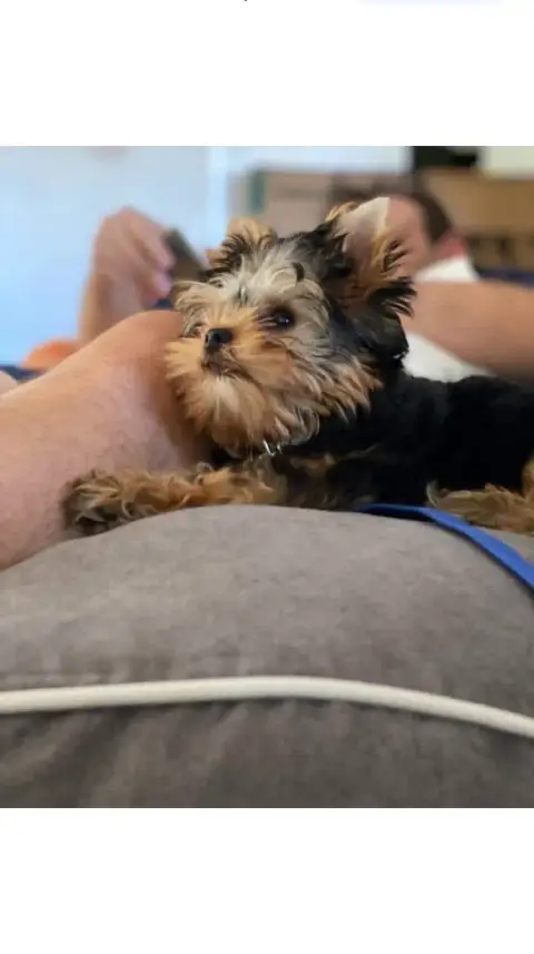 Don magnifique Yorkshire terrier photo 3