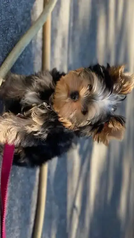 Don magnifique Yorkshire terrier