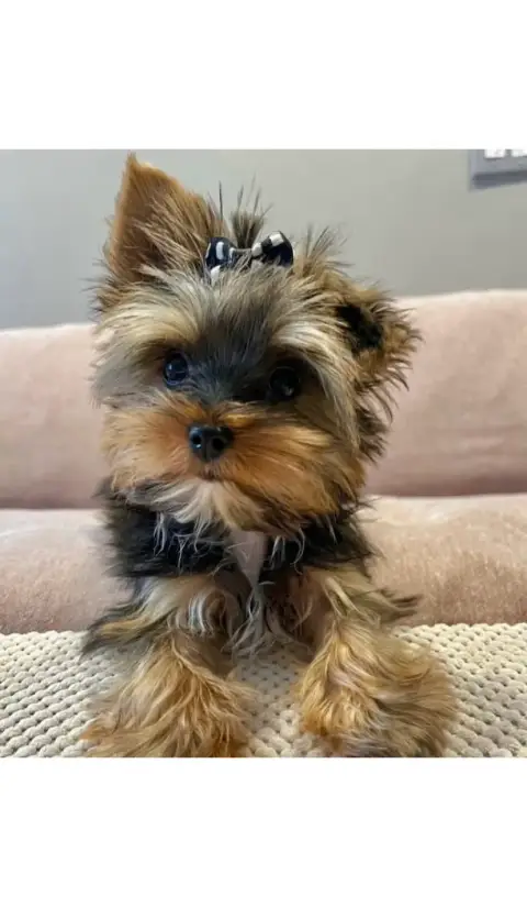 Don Yorkshire terrier photo 3