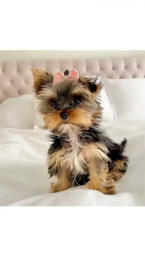 Don Yorkshire terrier