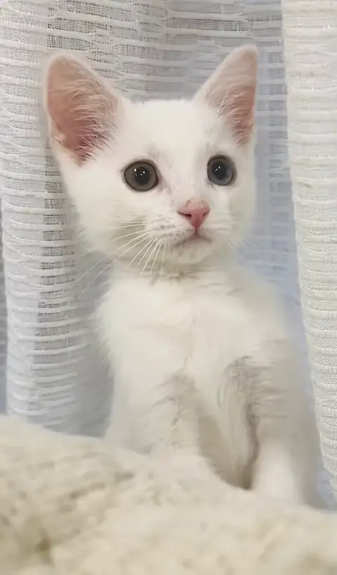 Don chaton angora turc photo 3
