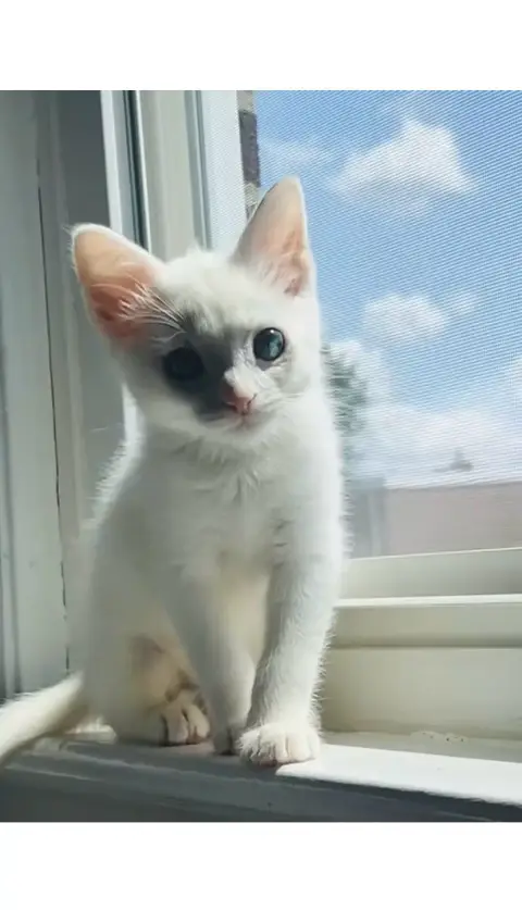 Don chaton angora turc
