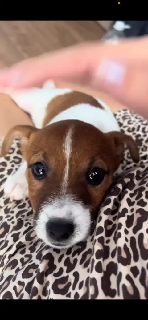 Don Chiot Jack Russel photo 3