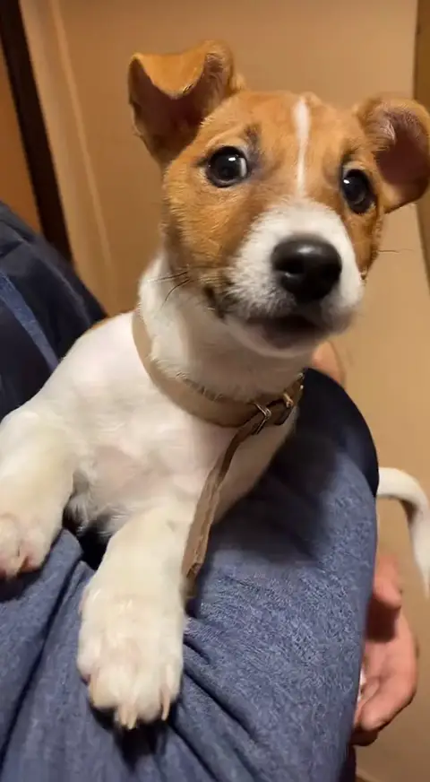 Don Chiot Jack Russel